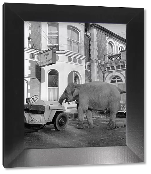 Elephant driving car. 1960 C34