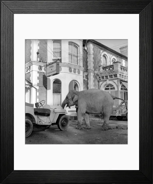 Framed Print : Elephant driving car. 1960 C34 Framed Print : Elephant driving car. 1960 C34