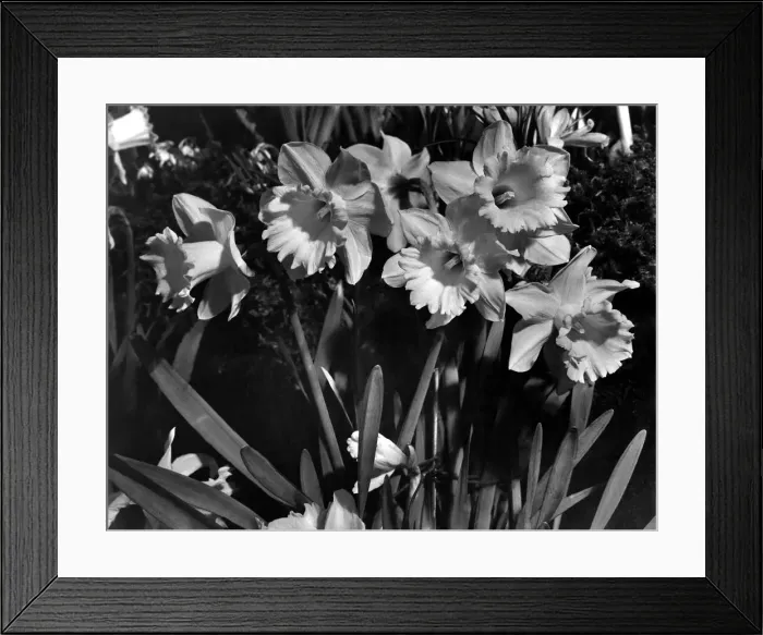 Framed Print : Daffodils on display at the Spring Flower Show March 1953 Framed Print : Daffodils on display at the Spring Flower Show March 1953