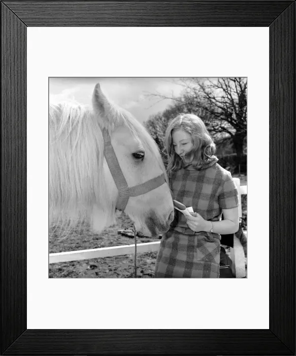 Framed Print : Oldest horse in England seen here being stroked by woman. 1962 C116A-004