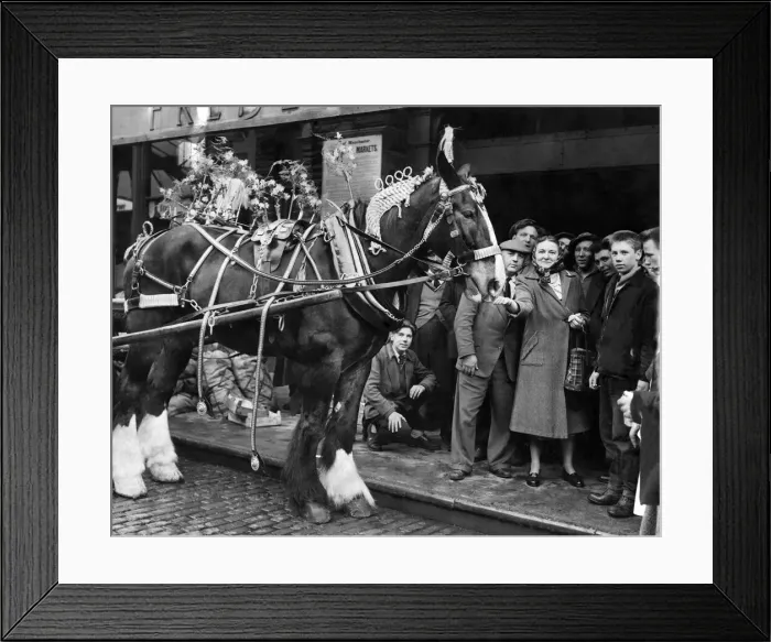 Framed Print : Members of the crowd feed one of the horses in Manchester annual May Day parade, May 1956 Framed Print : Members of the crowd feed one of the horses in Manchester annual May Day parade, May 1956
