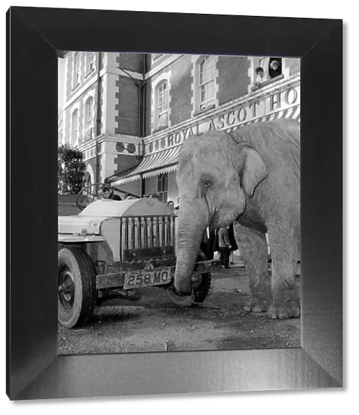 Elephant driving car. 1960 C34-006