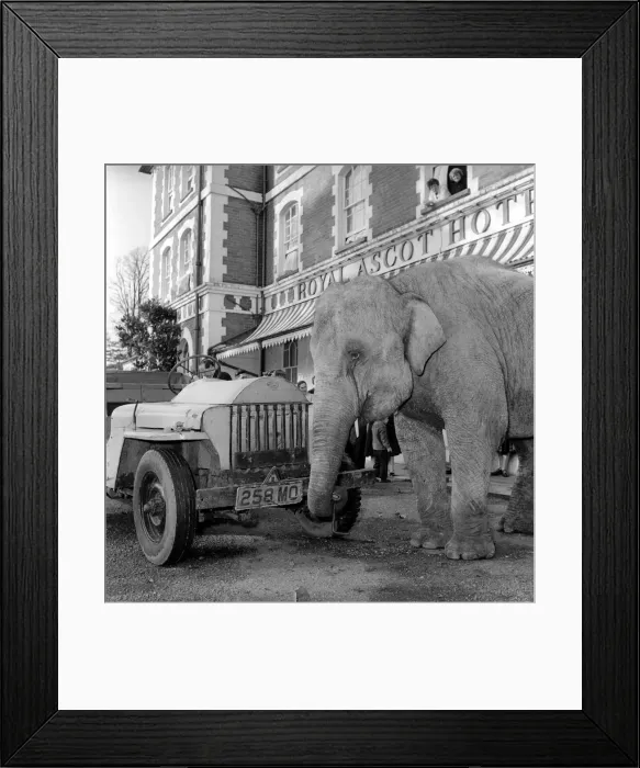Framed Print : Elephant driving car. 1960 C34-006 Framed Print : Elephant driving car. 1960 C34-006