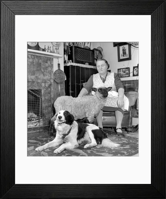 Framed Print : Pet lamb seen here living in the house of her owner. 1960 C34A-006 Framed Print : Pet lamb seen here living in the house of her owner. 1960 C34A-006