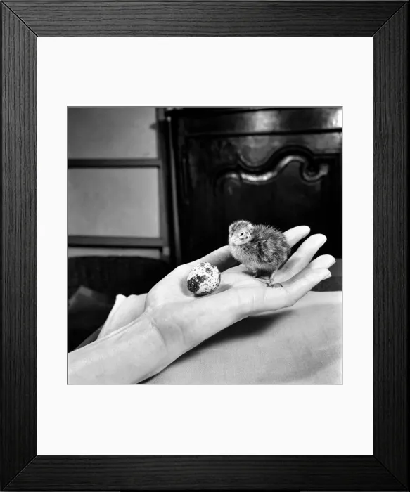 Framed Print : Quail chicks. January 1965 C104-003 Framed Print : Quail chicks. January 1965 C104-003