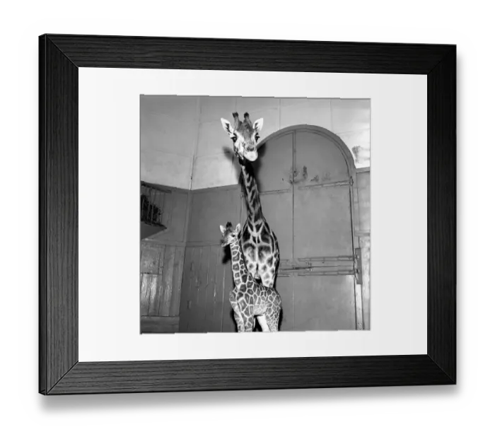 Framed Print : Giraffe at London Zoo with baby. 1960 C28