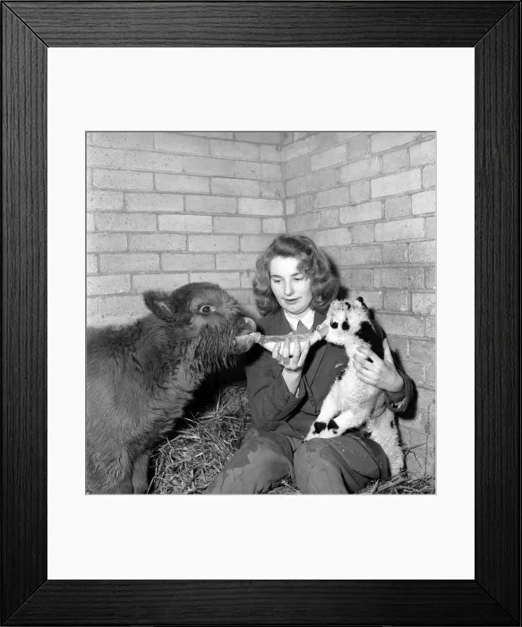 Framed Print : Calf and lamb with keeper at Whipsnade Zoo. 1965 C43-005