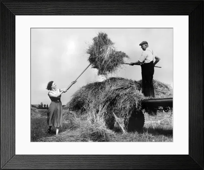 Framed Print : Hay making in the English countryside during the summer. August 1954 Framed Print : Hay making in the English countryside during the summer. August 1954