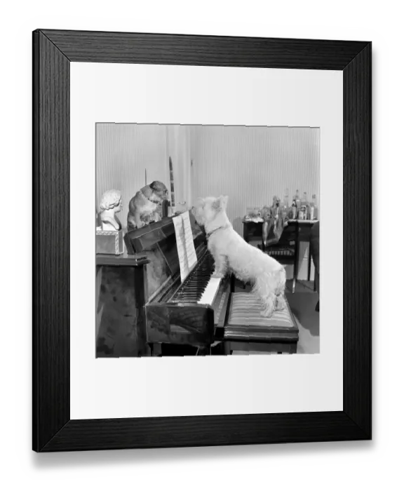 Framed Print : Dog playing the piano. 1965 C100a-011 Framed Print : Dog playing the piano. 1965 C100a-011