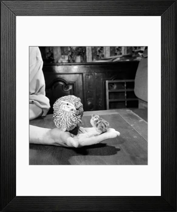 Framed Print : Quail chicks. January 1965 C104-009 Framed Print : Quail chicks. January 1965 C104-009