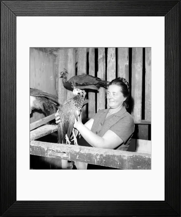 Framed Print : Peacock Farm: Farmers wife with peacocks for sale. 1959 Framed Print : Peacock Farm: Farmers wife with peacocks for sale. 1959