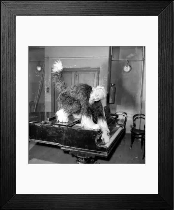 Framed Print : Pantomime cat: Actress Jeanie Craig as Tommy the cat in Dick Whittington. December 1956