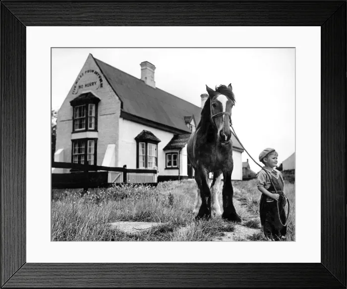 Framed Print : Master Roger Jolly, aged 2 years and 9 months, leads Giddy, the mare Framed Print : Master Roger Jolly, aged 2 years and 9 months, leads Giddy, the mare