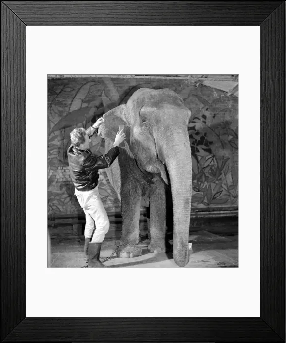 Framed Print : Elephant has a spring make-over at Chessington Zoo. January 1965 C70-007 Framed Print : Elephant has a spring make-over at Chessington Zoo. January 1965 C70-007