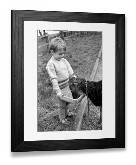 Framed Print : Small boy feeding goat. 1960 C79 Framed Print : Small boy feeding goat. 1960 C79