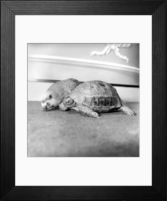 Framed Print : Unusual friendship: Parrot and tortoise. 1964 Framed Print : Unusual friendship: Parrot and tortoise. 1964