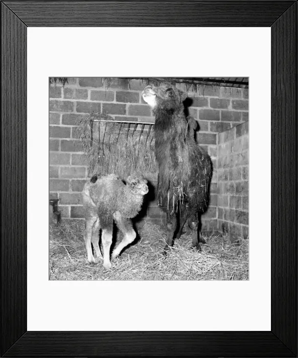 Framed Print : Camel seen here with her calf and keeper at Whipsnade Zoo. 1965 C44-008 Framed Print : Camel seen here with her calf and keeper at Whipsnade Zoo. 1965 C44-008