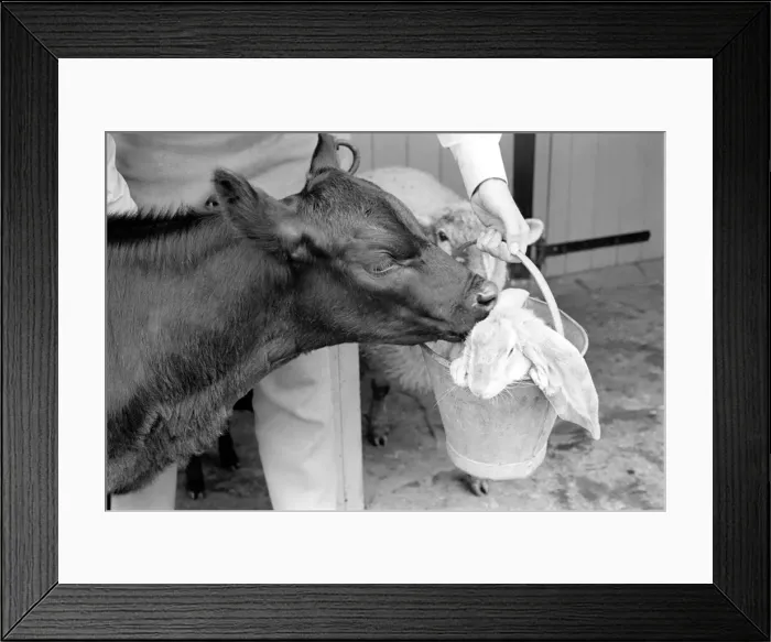 Framed Print : Rabbit in a bucket visiting friend at Battersea Zoo. January 1965 C77-005 Framed Print : Rabbit in a bucket visiting friend at Battersea Zoo. January 1965 C77-005