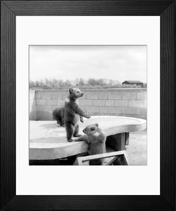 Framed Print : Brown bears cubs at Whipsnade Zoo. 1965 C46-011 Framed Print : Brown bears cubs at Whipsnade Zoo. 1965 C46-011
