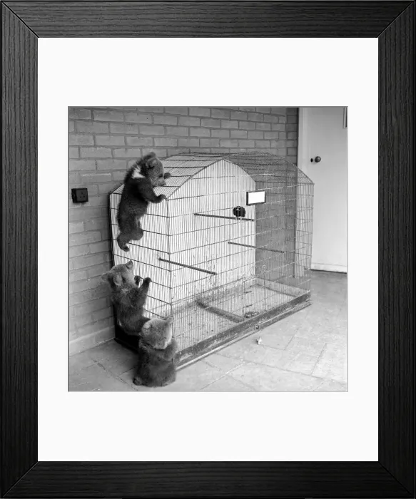 Framed Print : Brown bears cubs at Whipsnade Zoo. 1965 C46-006