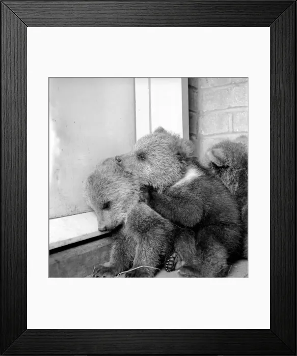 Framed Print : Brown bears cubs at Whipsnade Zoo. 1965 C46-005 Framed Print : Brown bears cubs at Whipsnade Zoo. 1965 C46-005