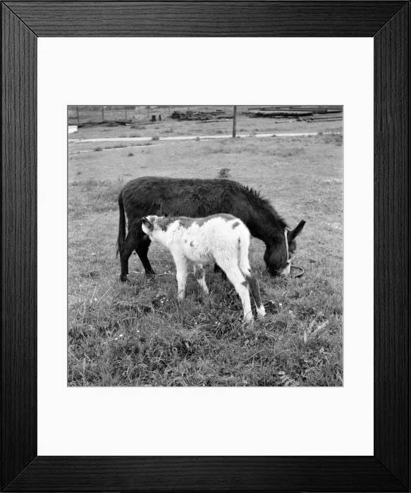 Framed Print : Four week old donkey foal seen here with mother. 1961 C49A-001 Framed Print : Four week old donkey foal seen here with mother. 1961 C49A-001