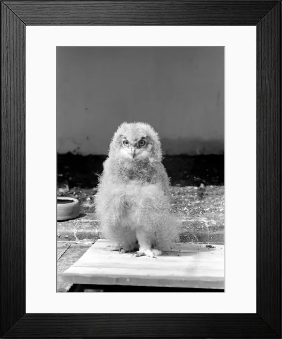 Framed Print : Birds: Eagle owl chick at London Zoo. 1965 C87D