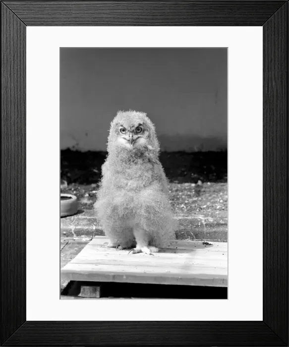 Framed Print : Birds: Eagle owl chick at London Zoo. 1965 C87D-002 Framed Print : Birds: Eagle owl chick at London Zoo. 1965 C87D-002