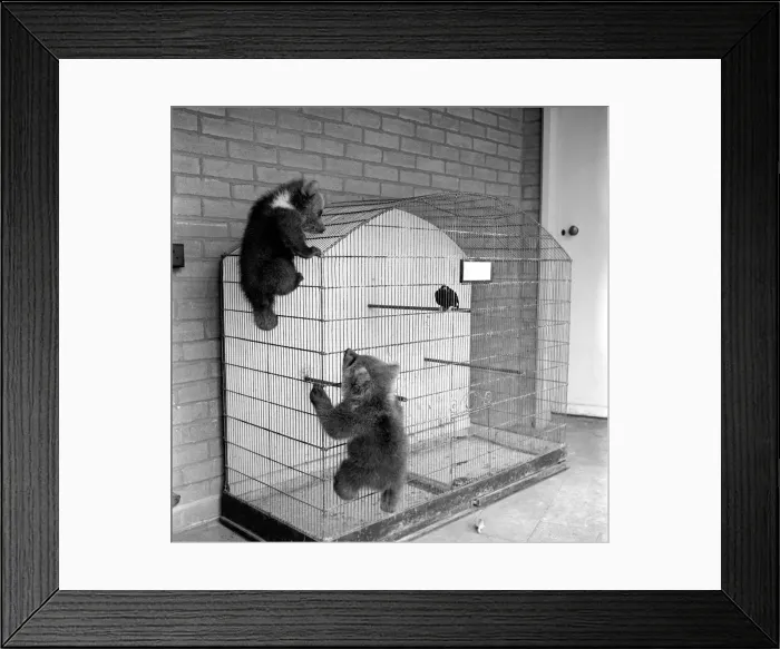 Framed Print : Brown bears cubs at Whipsnade Zoo. 1965 C46-008 Framed Print : Brown bears cubs at Whipsnade Zoo. 1965 C46-008