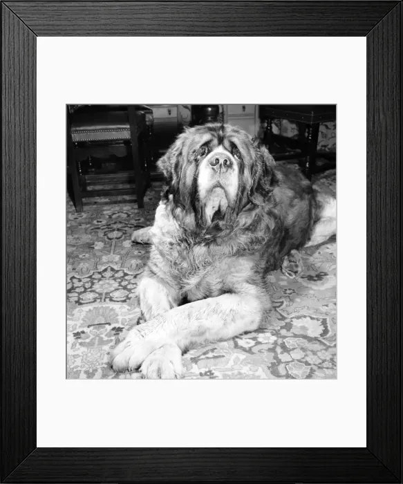 Framed Print : St. Bernard dog. 1960 C115-002 Framed Print : St. Bernard dog. 1960 C115-002
