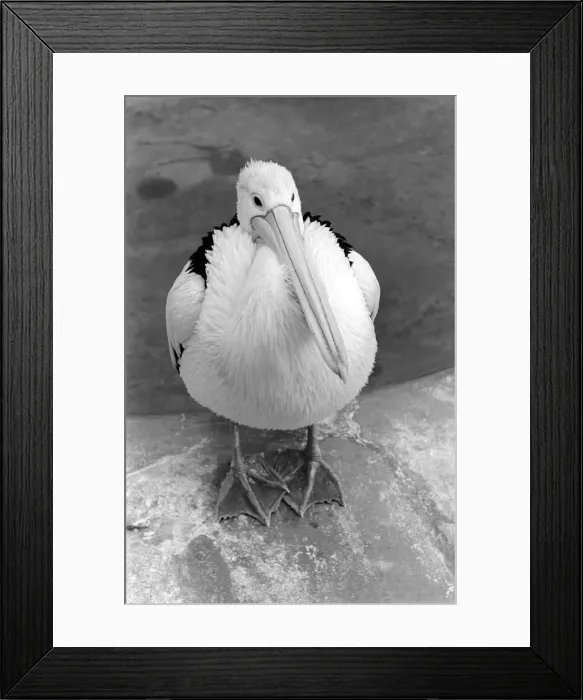 Framed Print : Birds: Pelican at London Zoo. 1965 C87C