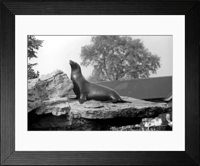 Framed Print : Sealion at London Zoo. 1965 C87B-002 Framed Print : Sealion at London Zoo. 1965 C87B-002