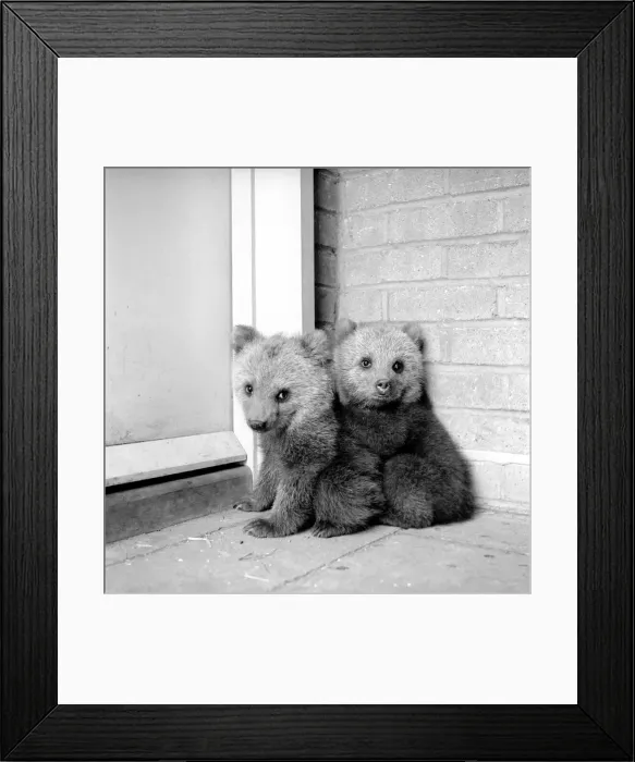 Framed Print : Brown bears cubs at Whipsnade Zoo. 1965 C46-004