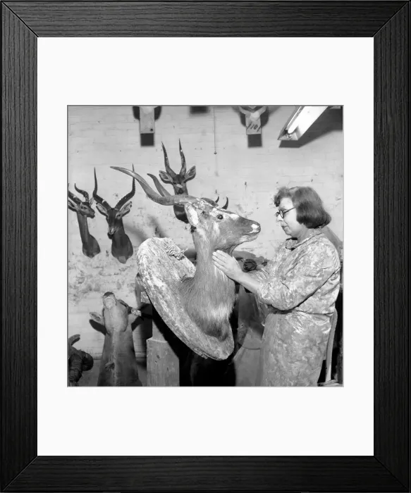Framed Print : Craftswoman at work in a taxidermist workshop, seen here mounting a antelopes head Circa Framed Print : Craftswoman at work in a taxidermist workshop, seen here mounting a antelopes head Circa