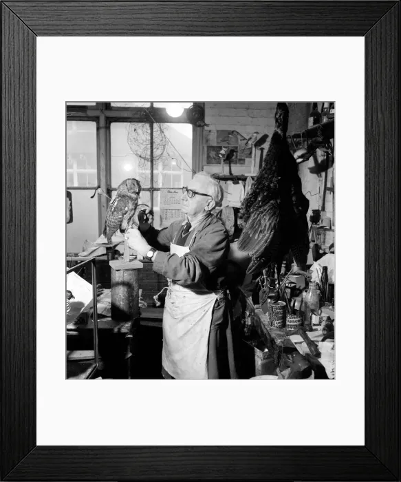 Framed Print : Craftsmen at work in a taxidermist workshop adds the final touches to a stuffed tawney Framed Print : Craftsmen at work in a taxidermist workshop adds the final touches to a stuffed tawney