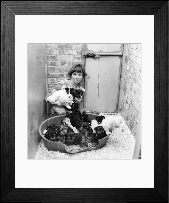 Framed Print : One of the kennel maids at a animal charity re-homing centre for unwanted