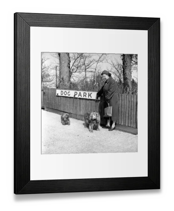 Framed Print : Dog owners leave their dogs in the Dog Park at F. Lawrence and Sons a Eastbourne butcher Framed Print : Dog owners leave their dogs in the Dog Park at F. Lawrence and Sons a Eastbourne butcher