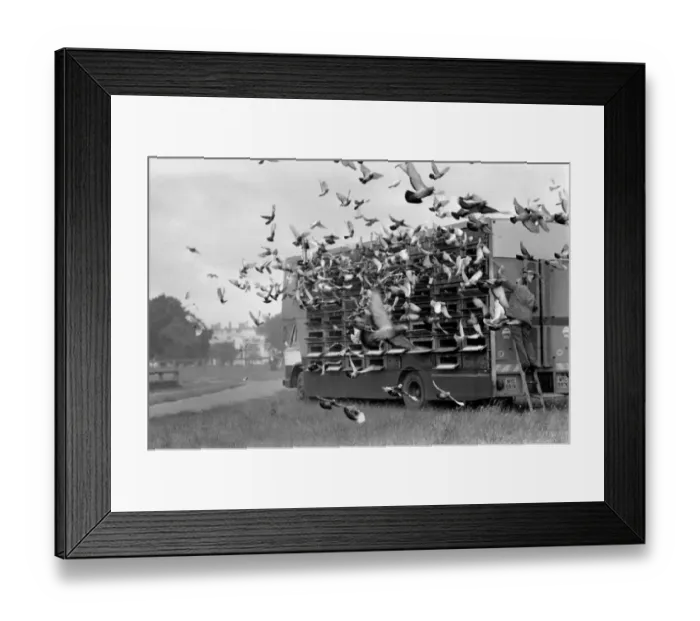 Framed Print : Sport: Pigeon Racing: Millions of Pigeon Racing enthusiasts love their birds
