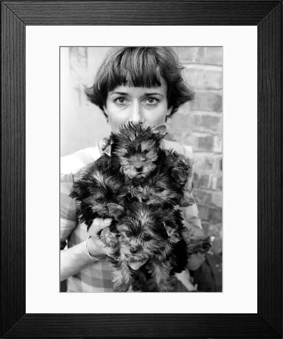 Framed Print : One of the kennel maids at a animal charity re-homing centre for unwanted Framed Print : One of the kennel maids at a animal charity re-homing centre for unwanted