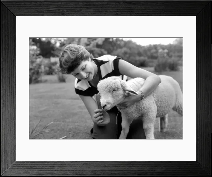 Framed Print : Woman feeding and grooming Larry the lamb. June 1980 Framed Print : Woman feeding and grooming Larry the lamb. June 1980