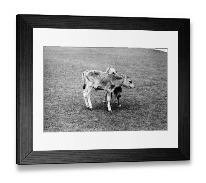 Framed Print : Two calves in pets corner at Chessington Zoo. April 1975