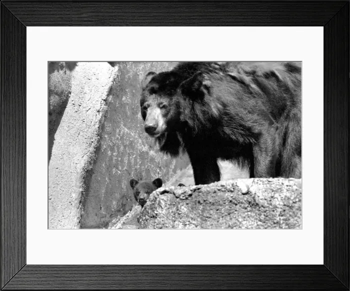 Framed Print : The three-some, three Black bears called Daphne, Chloe and Montmorency played games with