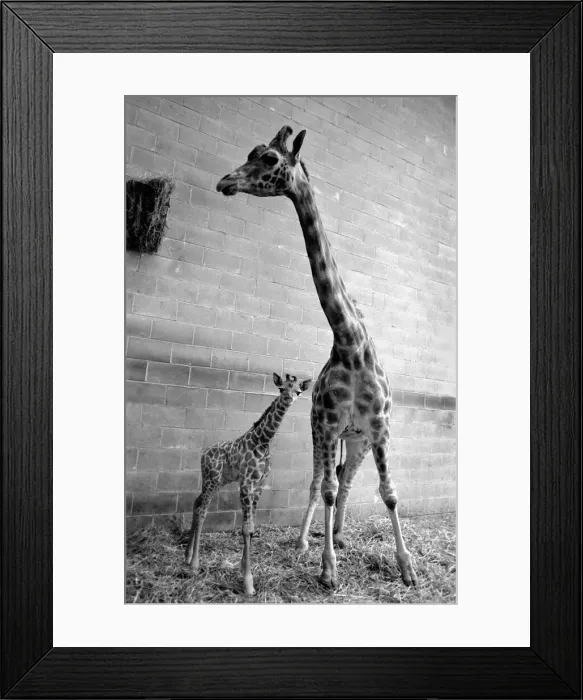 Framed Print : Chessington Zoo: Rebecca the giraffe calf seen here with her mother Jezebel Framed Print : Chessington Zoo: Rebecca the giraffe calf seen here with her mother Jezebel
