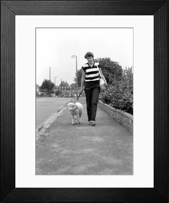 Framed Print : Woman walking Larry the lamb. June 1980