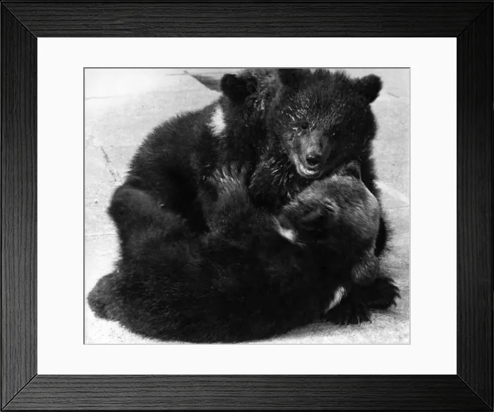 Framed Print : The bear cubs started to fight over a bowl of milk and the hostesses had to step in Framed Print : The bear cubs started to fight over a bowl of milk and the hostesses had to step in