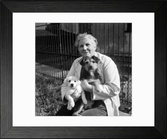 Framed Print : Animals at Prince Rock Dogs and Cats home Plymouth. August 1950 O25406-001 Framed Print : Animals at Prince Rock Dogs and Cats home Plymouth. August 1950 O25406-001