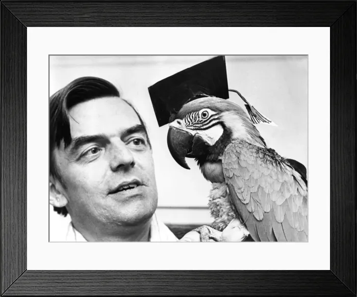 Framed Print : This intelligent Macaw needs plenty of conversation partners