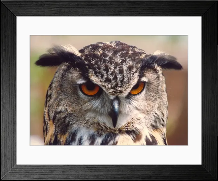 Framed Print : An eagle owl