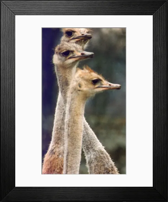 Framed Print : These emus are keeping a lookout for the next meal Framed Print : These emus are keeping a lookout for the next meal