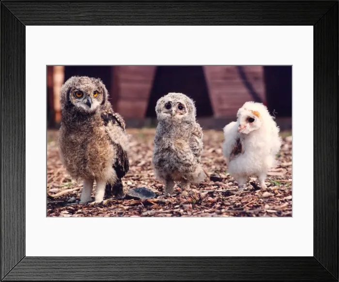 Framed Print : Three young owls at different stages of development Framed Print : Three young owls at different stages of development